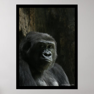 Affiche Portrait d'une singe