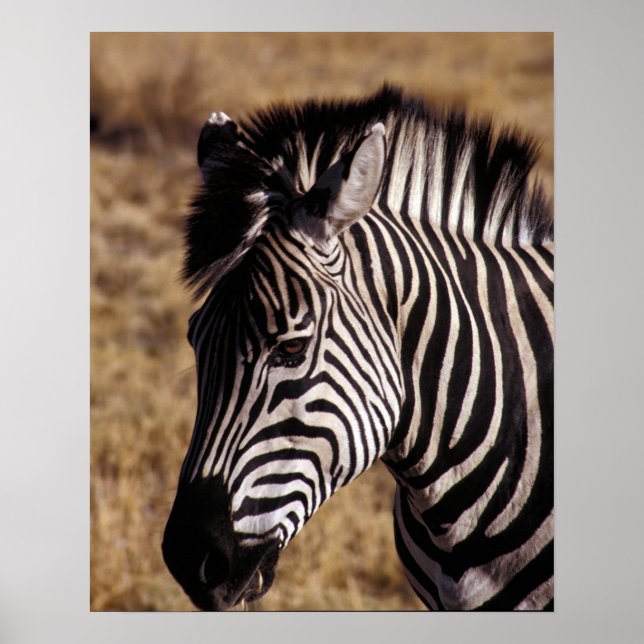 Affiche Portrait d'une Zèbre - Zimbabwe (Devant)