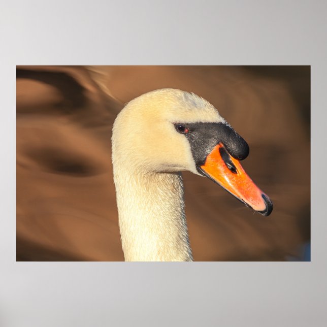 Affiche Portrait élégant de tête de cygne  (Devant)