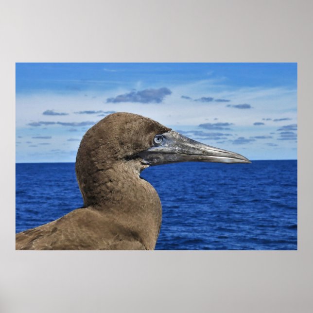 Affiche Portrait Gannet (Devant)