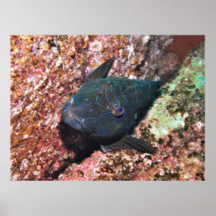 Affiche Portrait géant de Hawkfish