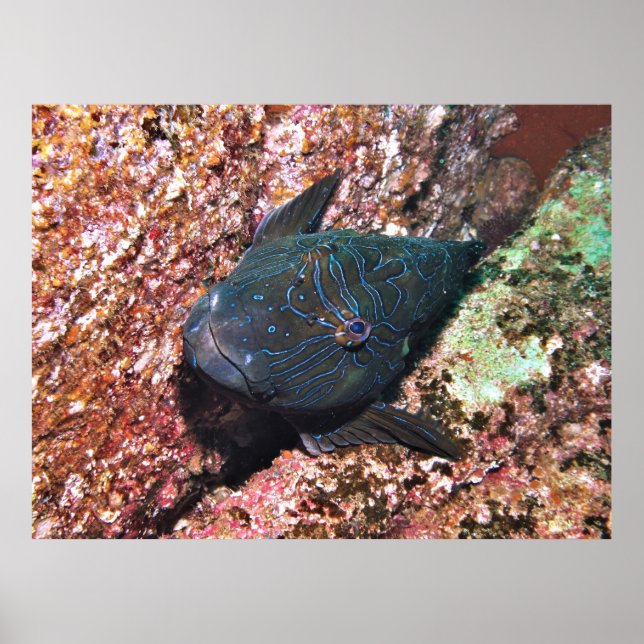 Affiche Portrait géant de Hawkfish (Devant)