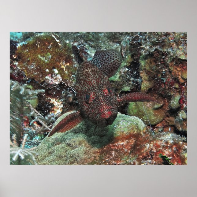 Affiche Portrait Graysby (Devant)