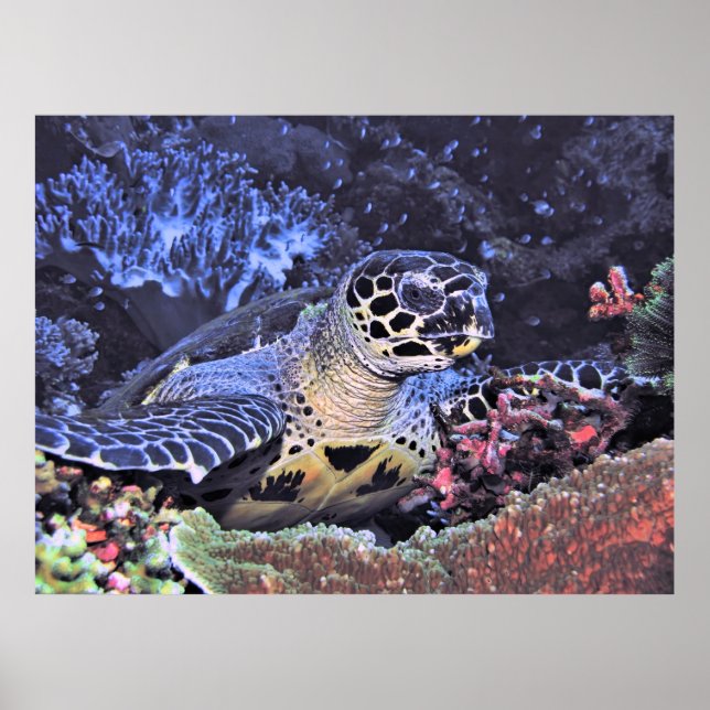 Affiche Portrait Hawksbill (Devant)
