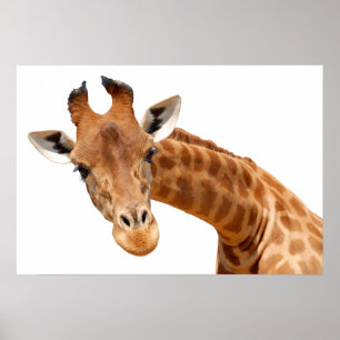 Affiche Portrait isolé de girafe PNG