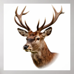 Affiche Portrait majestueux de cerf avec grands bois