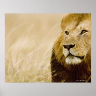 Affiche Portrait masculin de lion (Panthera Lion), masai