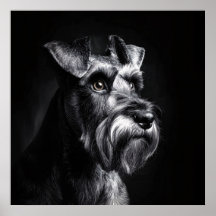 Portrait monochrome de Schnauzer