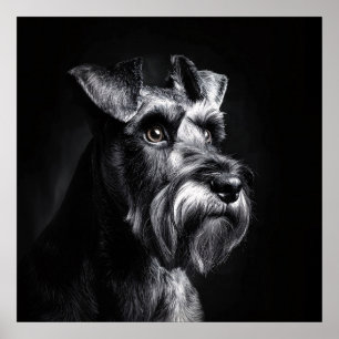 Affiche Portrait monochrome de Schnauzer