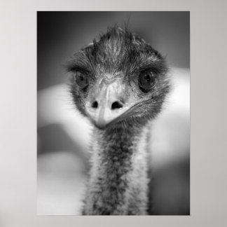 Affiche Portrait noir et blanc d'Emu Faune