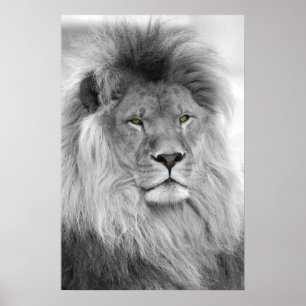Affiche Portrait noir et blanc du lion