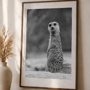 Affiche Portrait noir et blanc Meerkat Faune