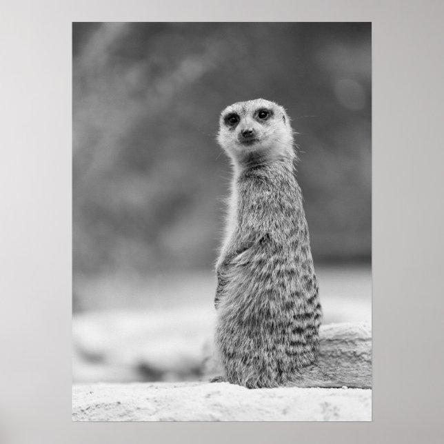 Affiche Portrait noir et blanc Meerkat Faune (Devant)