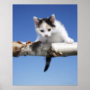 Affiche Portrait of Kitten