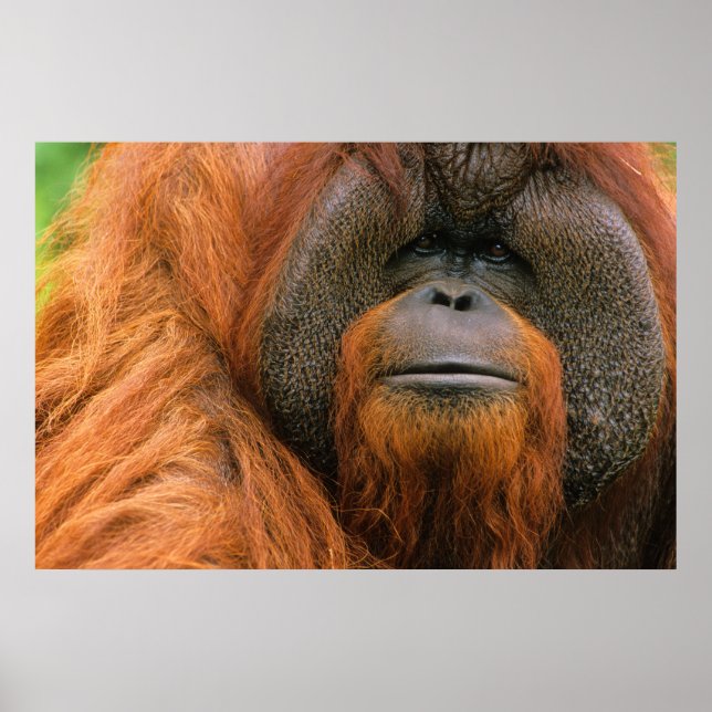 Affiche Portrait of Orang-utang Male, Georgia, USA (Devant)