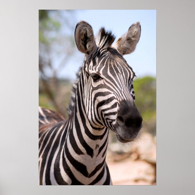 Affiche Portrait of zebra (Devant)
