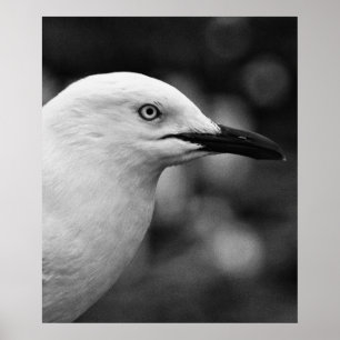 Affiche Portrait Seagull