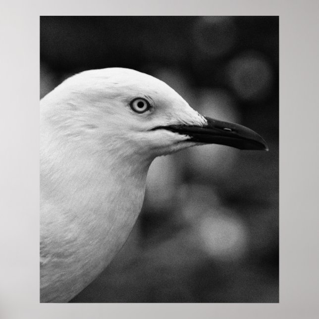 Affiche Portrait Seagull (Devant)