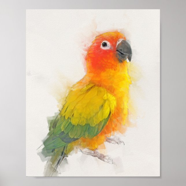 Affiche Portrait Sun Conure (Devant)