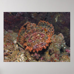 Affiche Portrait thaïlandais Scorpionfish