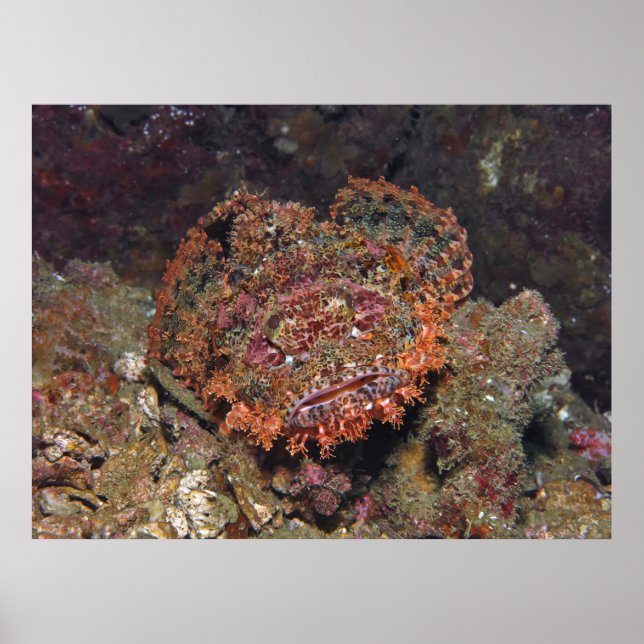 Affiche Portrait thaïlandais Scorpionfish (Devant)