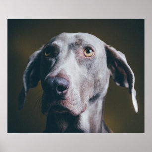 Affiche Portrait Weimaraner