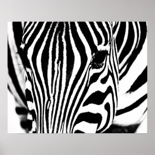 Affiche Portrait zèbre noir et blanc