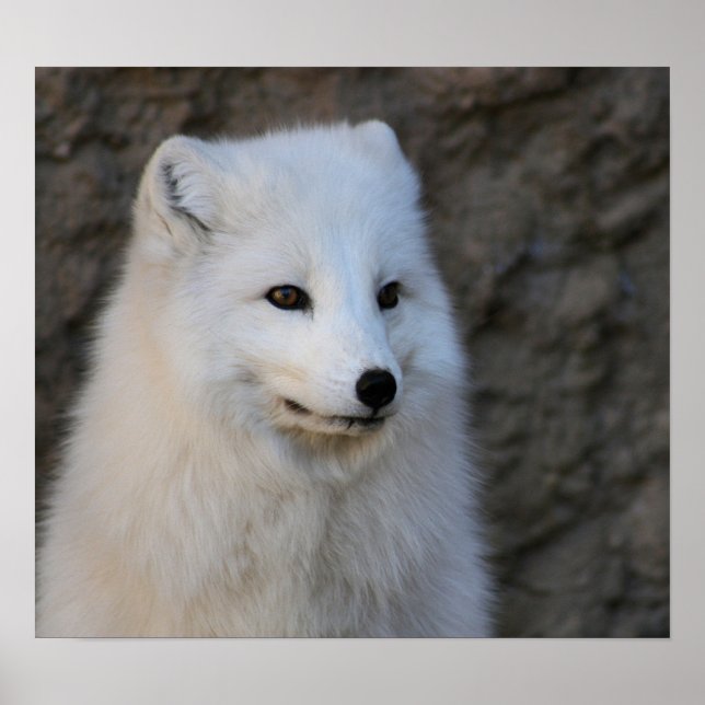 Affiche Portraits arctiques (Devant)