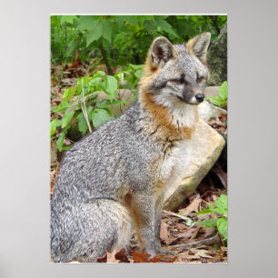 Affiche Pose de Fox gris