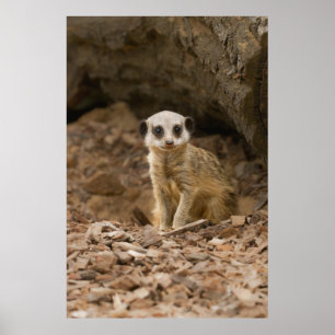 Affiche Pose précieuse du bébé Meerkat