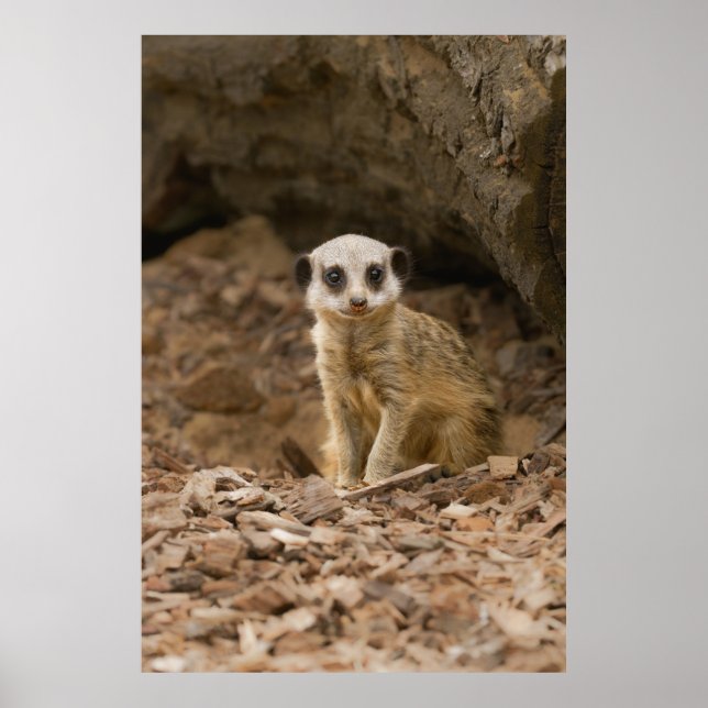 Affiche Pose précieuse du bébé Meerkat (Devant)