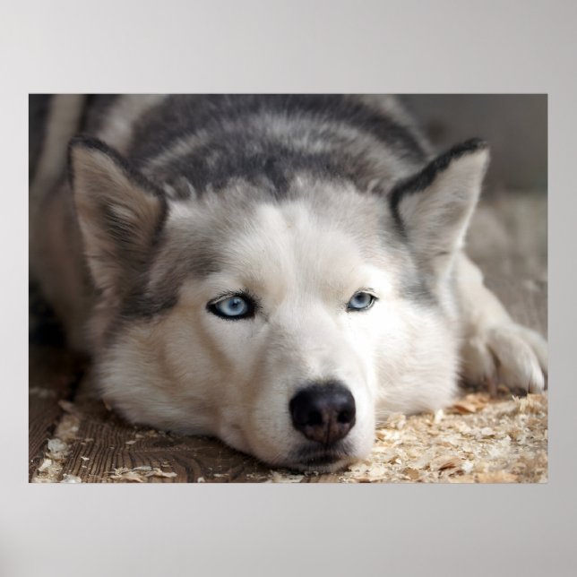 Affiche Poser Husky Sled Dog Beau Art Imprimer (Devant)