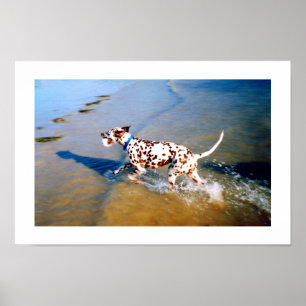 AFFICHE POSER LE CHIEN DALMATIEN