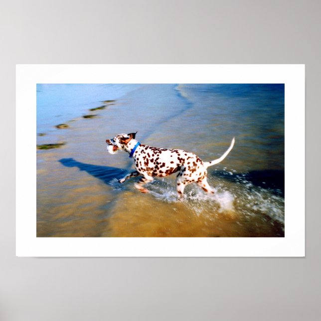 AFFICHE POSER LE CHIEN DALMATIEN (Devant)