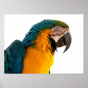 Affiche Post-it Notes perroquet