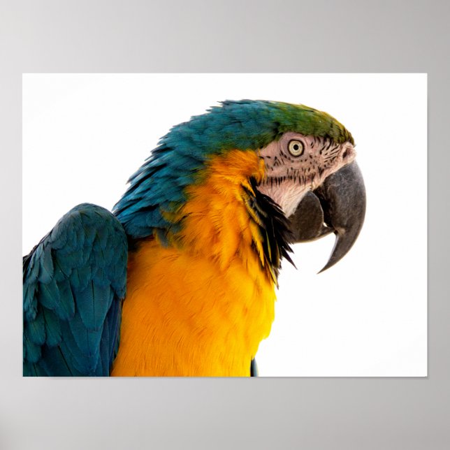 Affiche Post-it Notes perroquet (Devant)