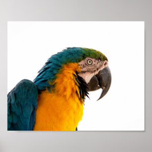 Affiche Post-it Notes perroquet