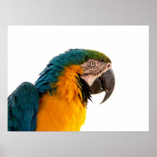 Affiche Post-it Notes perroquet