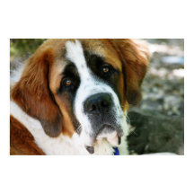 poste de chiens de st bernard