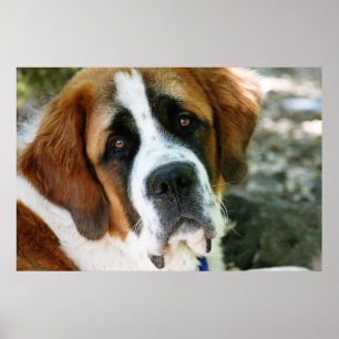 Affiche poste de chiens de st bernard
