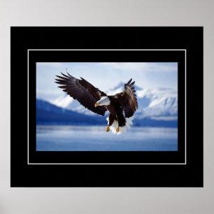 Affiche Poster-Aigle
