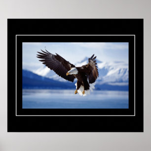 Affiche Poster-Aigle