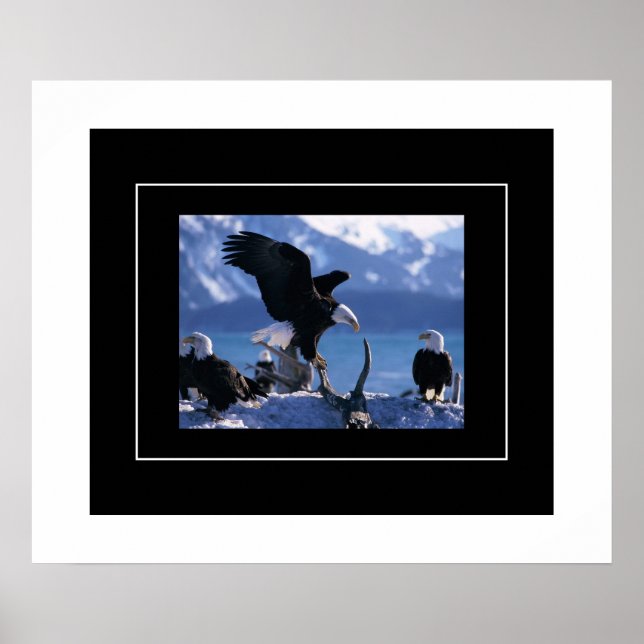 Affiche Poster-Aigles (Devant)