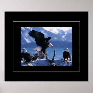 Affiche Poster-Aigles