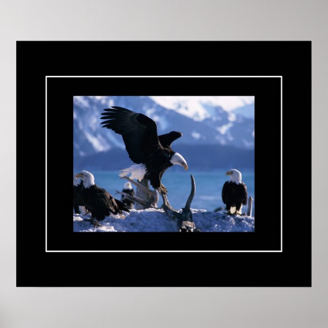 Affiche Poster-Aigles (Devant)