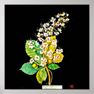 Affiche Poster-Art-Botanique-Mary Delany 11