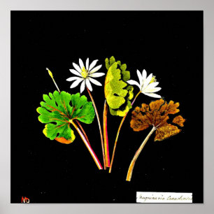 Affiche Poster-Art-Botanique-Mary Delany 14