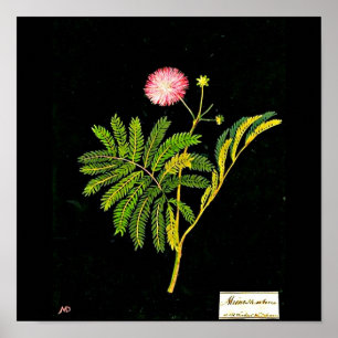 Affiche Poster-Art-Botanique-Mary Delany 21