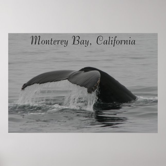 Affiche Poster, Baleine Fluke, Monterey (Devant)
