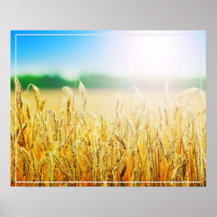 Affiche Poster-Blé